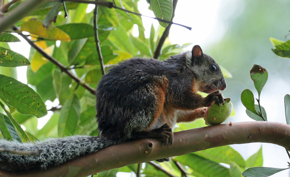 Variegated Squirrel